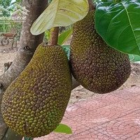 Tôi Chủ Đất Cần Bán Lô Khương Hữu Dụng. Hòa Xuân. Cẩm Lệ. Sổ Cất Nhà, Có Thể Công Chứng Ngay.
