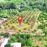 Bán 12756M2, 200 Thổ Cưmặt Tiền78M Đường Nhựa Vườn Cây Ăn Trái View Suối Láng Lớn Châu Đức