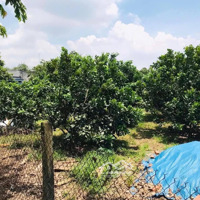 Hàng Hiếm Tại Đường 753, Đồng Tiến, Đồng Phú, Bình Phước, 120 Triệu, 1000M2