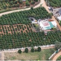 Bán Lô Đất Nghỉ Dưỡng Ven Đà Lạt View Đồi Thông Siêu Đẹp , Không Gian Xanh Mát