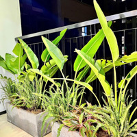Nhỉnh 4 Tỷ Đã Có Ngay Căn Hộ 2 Phòng Ngủ 2Vs Ban Công Đông Nam Siêu Mát