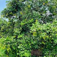ĐẤT VƯỜN BÀU HÀM 1000M² (25mx42m) – ĐÃ PHỦ HỒNG – GIÁ TỐT CHỈ 2.2 TỶ!