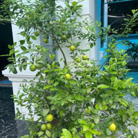 Siêu Phẩm Nhà Biệt Thự View Sông Châu Giang Tại Trung Tâm Tp Phủ Lý Hà Nam