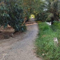 Bán Đất Ruộng Tại Xã Trung Ngãi Vũng Liêm
