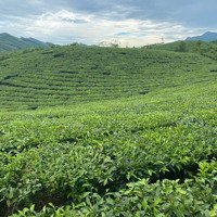 Bán Lô Đất Cây Lâu Năm, Trồng Full Chè Siêu Đẹp