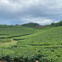 Bán Lô Đất Cây Lâu Năm, Trồng Full Chè Siêu Đẹp