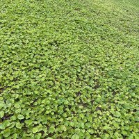 Lô Góc Kinh Doanh Với 160M Đất Thổ Cư, Mặt Tiền 6M, Tại Trục Chính Vạn Thắng - Ktt Vân Phong