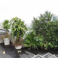 Bán Căn Hộ Chung Cư 100 M2,2 Pn, 2 Vệ Sinhtòa Chelsea Park ;0904 760 444
