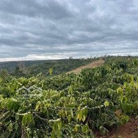Bán Rãy Phun Cape Ở Cư Pơng 300M Mặt Đường,Suối Nước Chảy Quanh Năm,1.2Het.
