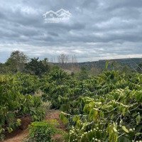 Bán Rãy Phun Cape Ở Cư Pơng 300M Mặt Đường,Suối Nước Chảy Quanh Năm,1.2Het.