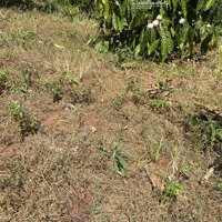 Bán Rãy Phun Cape Ở Cư Pơng 300M Mặt Đường,Suối Nước Chảy Quanh Năm,1.2Het.