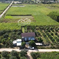 Bán Đất Vườn Diên Đồng - Diên Khánh Đường Lớn Quy Hoạch Thổ Cư Giá Tốt