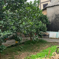 Hải Bối - Đông Anh- Full Thổ Cư -161M