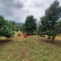 Bán Rẫy Sầu Riêng (Có Thổ Cư) Tại Xã Ea Yông - H. Krông Pắc