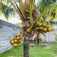 Bán Nhà Vườn Hoà Long , Long Phước Đường 92- Hương Lộ 2 Bà Rịa-Vũng Tàu