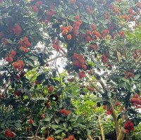 Chủ Cần Bán Gấp Nhà Vườn Thống Nhất 1010M2 Giá Chỉ 800 Triệu Sở Hữu. Cơ Hội Đầu Tư Hấp Dẫn Đầu Năm