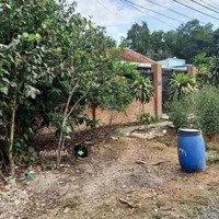 Nhà Vườn Long Khánh Khu Vực Phát Triển Tiềm Năng, Sẵn Nhà Vườn, Cây Ăn Trái Giá Chỉ 750 Triệu