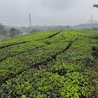 Bán Khu Nghỉ Dưỡng Sẵn Nhà + Ao,Víu Đồi Chè Tại Tân Sơn, Phú Thọ, 4000 M2 Giá Chỉ Hơn 200K/M2