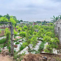 Chính Chủ Cần Bán Gấp Lô Đất Khu Nhà Vườn Đông Đúc -Diện Tích174M2 - Đất 50 Năm Thuộc Bãi Khánh Tân