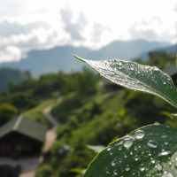 Bán Đất Nền Nghỉ Dưỡng Aman , Làng Oa Bảo Lộc 2 Mặt Tiền Đường Đắc Địa , View Suối Bao Quanh