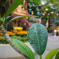 Bán Đất Mặt Tiền Đường Nguyễn Tất Thành,Phường Thanh Bình,Quận Hải Châu Đối Diện Sunrise Bay.