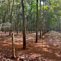 Bán Đất Tại Lộc Thành, Lộc Ninh, Bình Phước, 16,5 Tỷ, 26.500 M2, Hot!, Đang Lên 300Tc Chờ Thuế