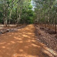 Bán Đất Tại Lộc Thành, Lộc Ninh, Bình Phước, 16,5 Tỷ, 26.500 M2, Hot!, Đang Lên 300Tc Chờ Thuế