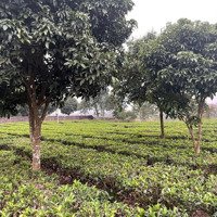 Bán Đất Mặt Đường Lớn Đảo Ngắn Hồ Đồng Mô