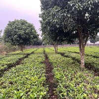 Bán Đất Mặt Đường Lớn Đảo Ngắn Hồ Đồng Mô