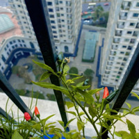 Cho Thuê Gấp Căn Hộ 2 Phòng Ngủct4 Dự Án Iris Garden