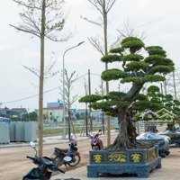 Dự Án Reveside Mai Diêm Ngay Trung Tâm Thị Trấn Diêm Điền