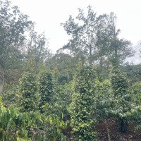 Tôi Cần Bán Gấp 2,1 Ha Đất Tiêu, Cafe Cách Ql14 Khoảng 1 Km