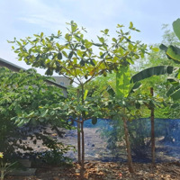 Lô Đất 462M2 (14X31M) Hiệp Bình Phước, Thủ Đức - 38 Triệu/M2