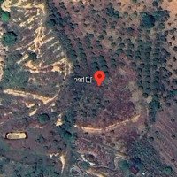 Bân 1,1 Ha Sầu Riêng Lộc Thành, Bảo Lâm Gần Ql 55, 3 Tỷ 0901282628