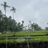 Quỹ Hàng Đất Nền Ba Vì Hà Nội: 500M,1000M...5000M...20.000M,10Hecta,50Hecta,100Hecta Giá Tốt Nhất.