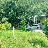 (Giá Ngộp) Chủ Cần Bán Gấp 9 Sào Sầu Riêng + Mít, Vú Sữa, Đường Ô Tô Tải Tới Vườn Chỉ 450 Triệu/Sào