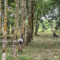 Bán Hơn 1Ha Đất Lộc Phú Lộc Linh Bình Phước Đường Dt756 Vào 2Km Đất Trồng Fun Cao Su.