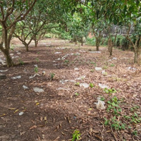 Chủ Cần Đáo Hạn Ngân Hàng Bán Lô Đất Cây Ăn Trái Thổ Cư 127M2 Ngay Thành Phố Long Khánh