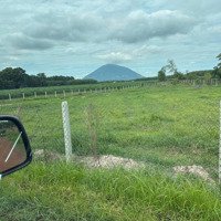 Bán Đất 90000M2, Tại Xã Phước Ninh, Đường Minh Châu, Tây Ninh