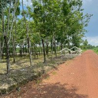 Bán Đất Tại Quốc Lộ 14, 820 Triệu, 1225M2 Giá Tốt