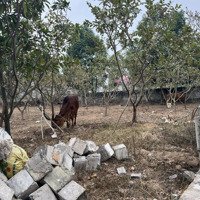 Bán Đất Tại Xã Hướng Đạo, Tam Dương, Vĩnh Phúc, 3,9 Tỷ, 556,4 M2 - Chính Chủ Uy Tín