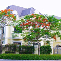 Cập Nhật Quỹ Hàng An Lạc Greensymphony 80M-170M-272M-280M-375M, Có Hầm Và Không Có Hầm, Từ 161 Triệu/M