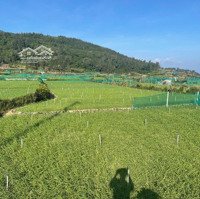 Bán 3 Lô Đất Đảo Lý Sơn Giá Rẻ 90Mv Gia 49 Triệu 112Mv 60 Triệu !125Mv Gia 69 Triệu