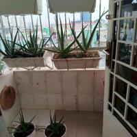 BÁN CĂN HỘ CHUNG CƯ CÂY MAI QUẬN 11 – GIÁ CHỈ 2 TỶ 4
