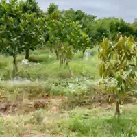 Cần Bán Gấp 20 Ha Đất Đang Làm Trang Trại, Phú Điền, Đồng Nai