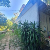 Bán Vườn Tịnh Phong 470M2 Có Sẵn Nhà Cấp 4 Kiên Cố - Sát Ngay Kcn Vsip Quảng Ngãi | Giá Chỉ 1.X Tỷ