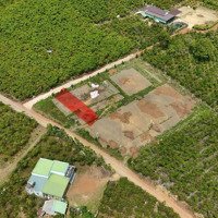 Đất Ngộp Lâm Đồng - Mua 600 Triệu Bán Nhanh 319 Triệu. Bảo Lâm - Lâm Đồng Cách Nút Giao Cao Tốc 20Km