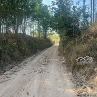 Chỉ Từ 330 Triệu Sở Hữu Ngay 1.2 Sào Mặt Tiền Đường Ô Tô Có Suối Bao Quanh, Tân Bình - Tx Lagi