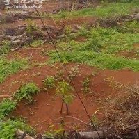 Đất Châu Đức Bà Rịa Vũng Tàu 1000M2 Có 100M2 Thổ Cư Giá Bán 2Ty150