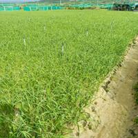 Đất vườn ️Đảo Lý Sơn ️ Lô1: 86,9m2 giá 46tr Lô2: 96m2 giá 52tr Lô3: 90m2 giá 48tr Lô4: 86,6m2 giá 46tr Lô5: 84m2 giá 45tr Call-zalo : 0867525286 ( Vinh )